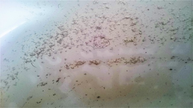 配管内から出た汚れ＝雑菌の死骸・皮脂汚れ